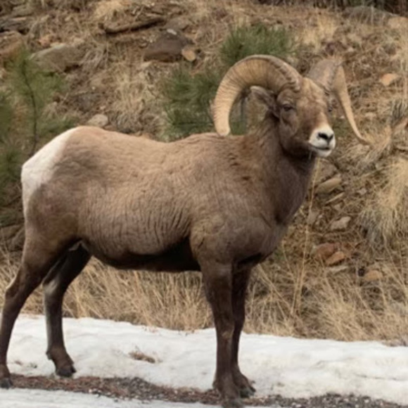 Meet your Posher, Ray - Picture 1 of 1